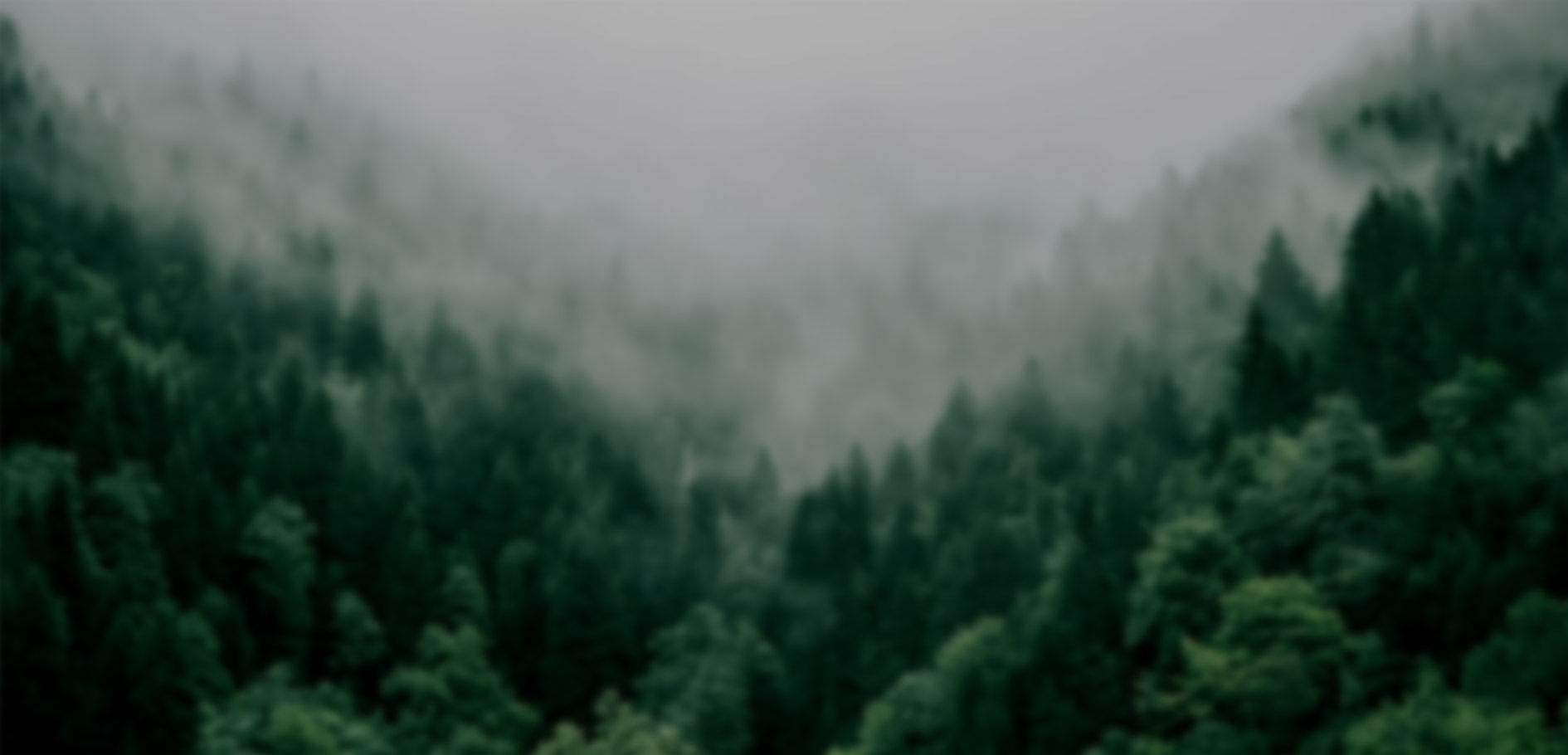 关键词：Carbon, 山林碳汇，生态碳循环，深圳市武智科技;描述：深圳市武智科技关联的碳汇场景，雾气缭绕的山林体现生态系统的碳循环与碳汇潜力