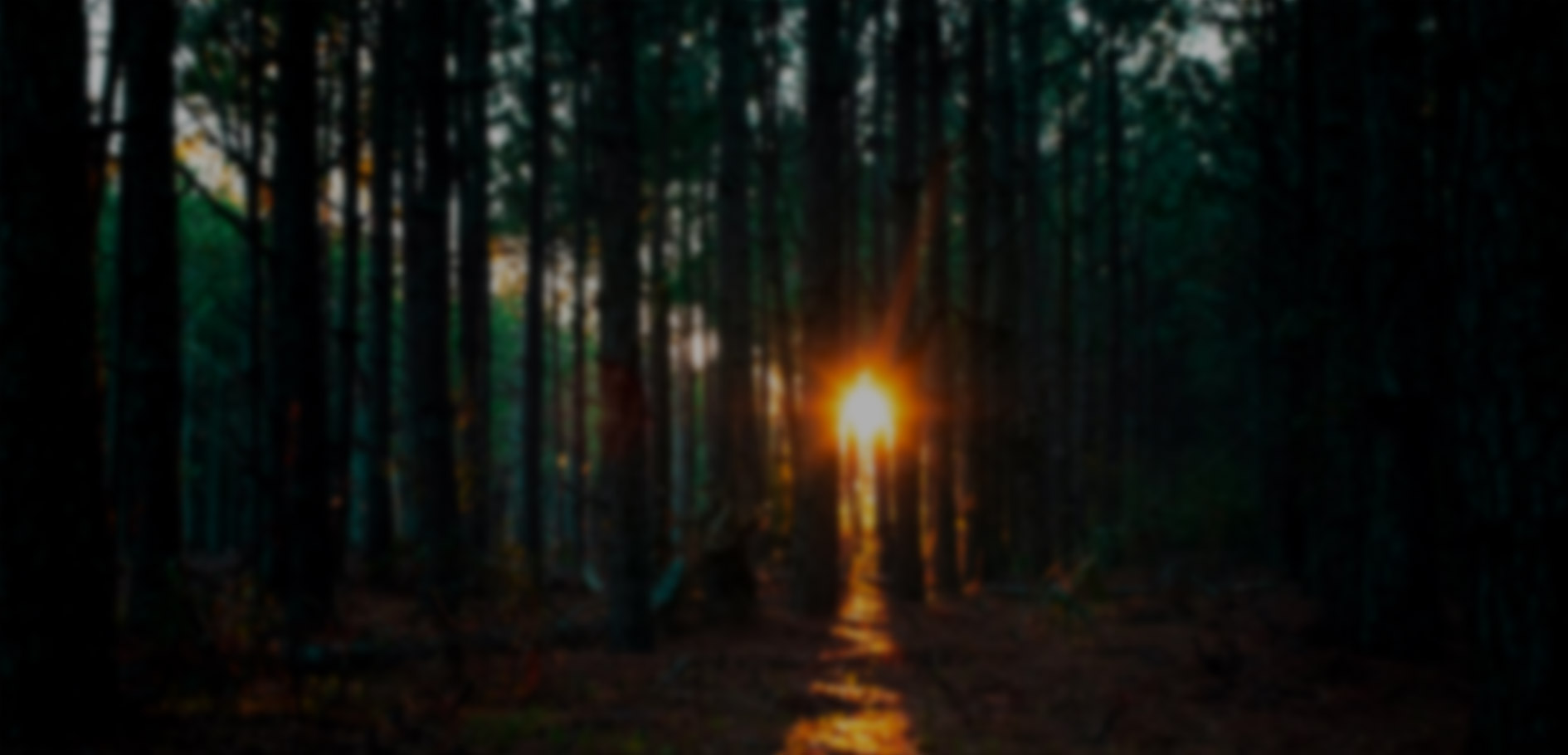 关键词：Carbon, 森林碳汇价值，生态碳管理，深圳市武智科技;描述：深圳市武智科技碳管理视角下，晨光中的森林场景彰显生态系统的碳汇与碳管理价值