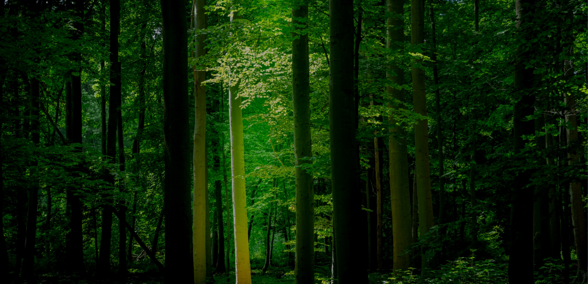 关键词:森林生态系统、绿色低碳自然场景、碳汇资源、生态环境保护
    描述:茂密的森林自然景观,作为重要的碳汇资源与生态屏障,直观展现绿色低碳的自然本底,体现生态环境保护对全球低碳发展的核心价值。