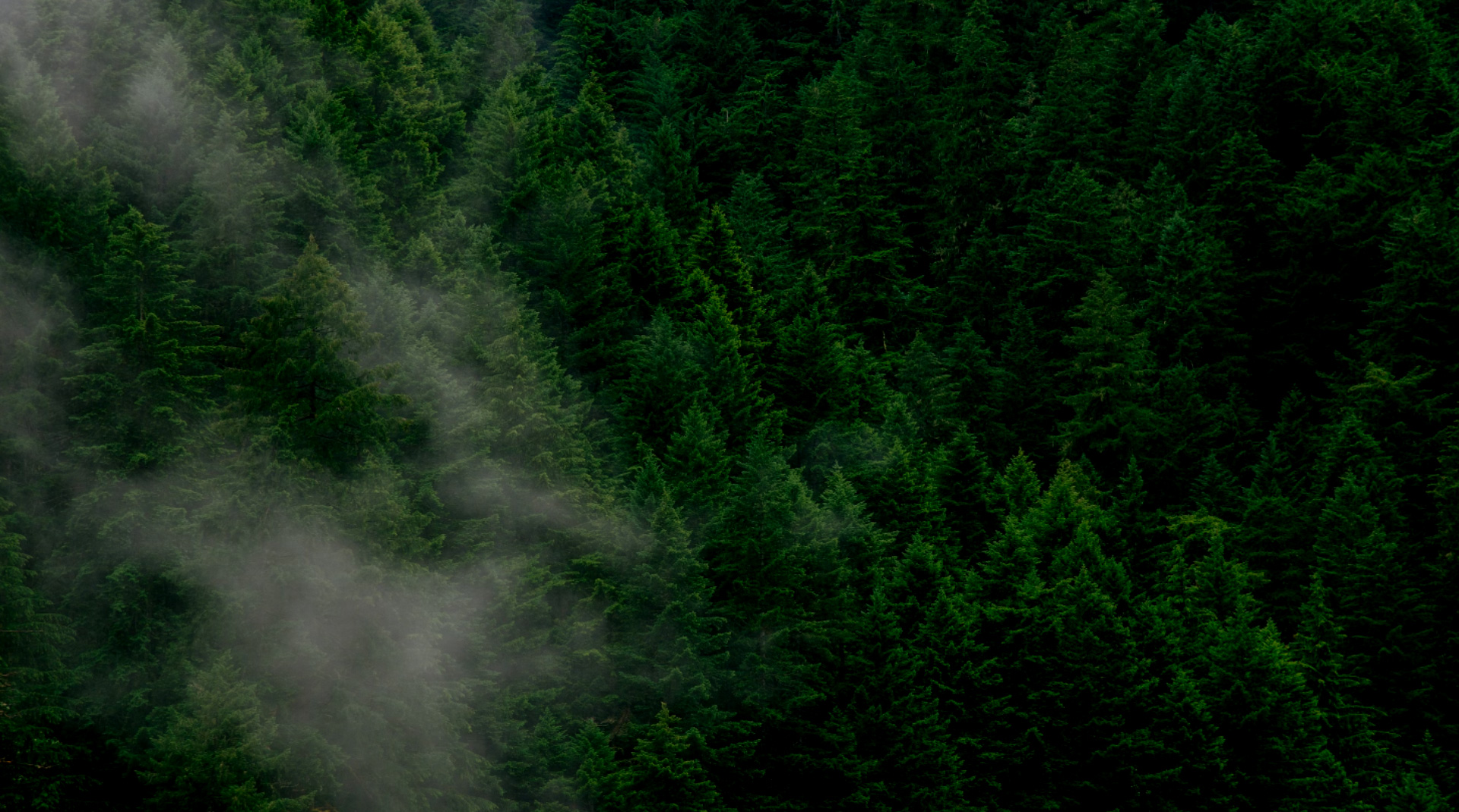 关键词:云雾森林、低碳生态涵养、自然碳循环、绿色生态资源
    描述:被云雾环绕的森林景观,展现自然碳循环与生态涵养的低碳特性,凸显森林作为绿色生态资源在调节气候、固碳减排中的关键作用。